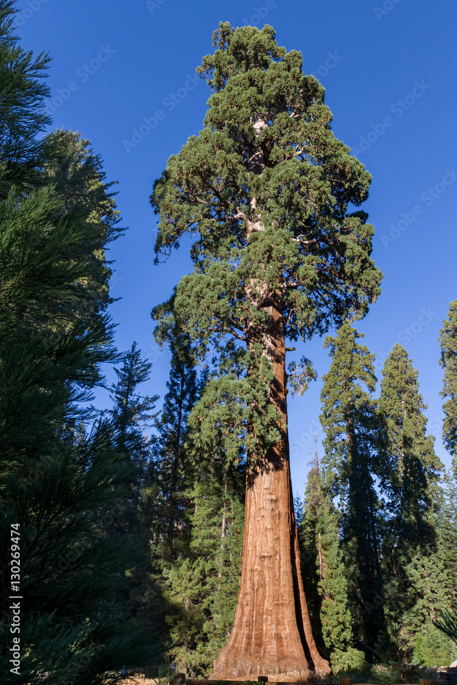 Naklejka premium Giant sequoia tree