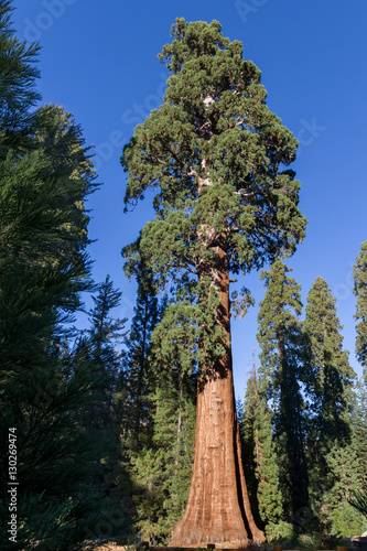 Giant sequoia tree photo