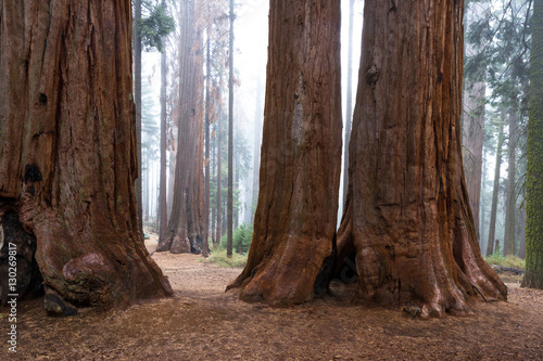 large sequoia tree
