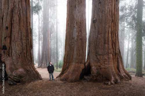man walking in a giant forest