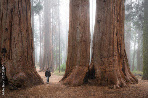 man walking in a giant forest