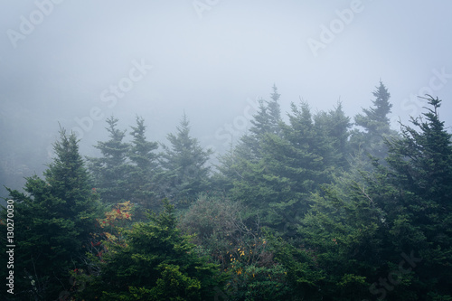 Pine trees in fog, at Grandfather Mountain, North Carolina. © jonbilous