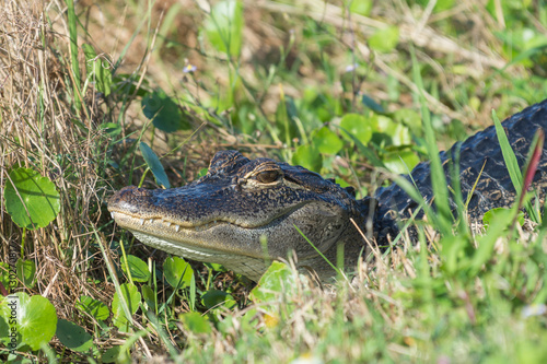Young American Alligator