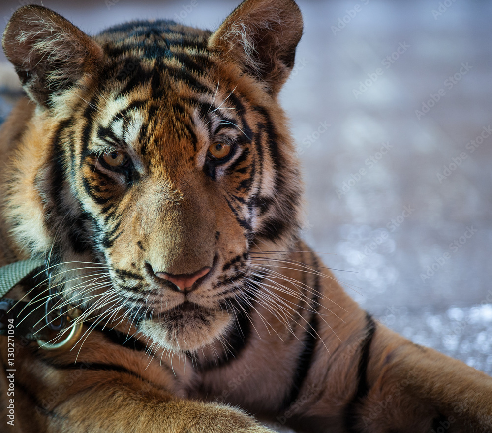 Obraz premium Closeup portrait of a Little Indo-Chinese tiger, Thailand, Tiger Temple