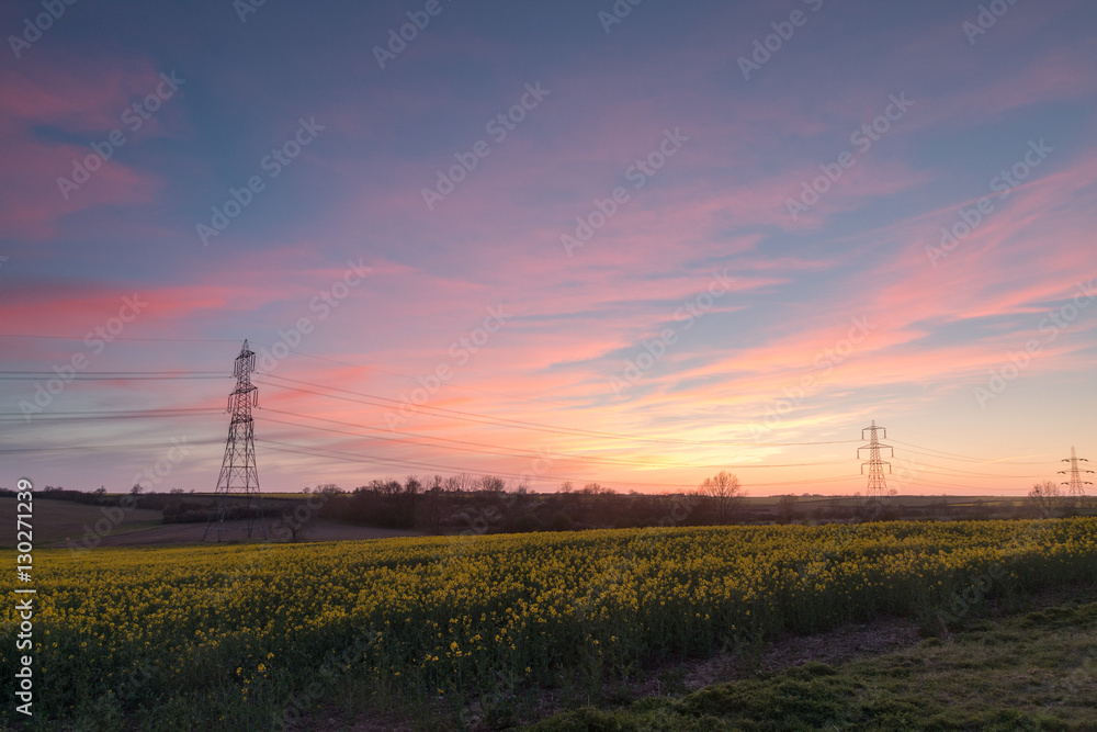 Obraz premium Cambridgeshire Canola Field At Sunset