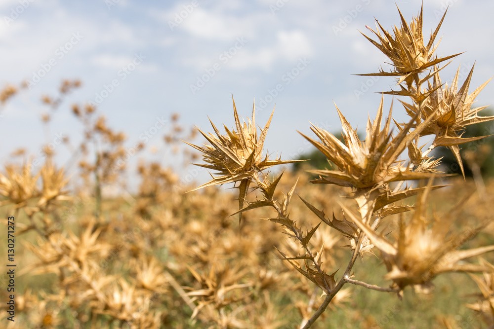 Obraz premium dry prickly grass against the sky