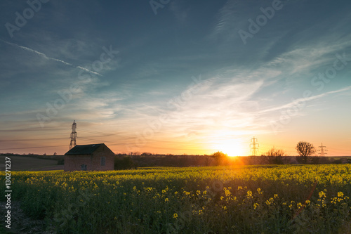 Cambridgeshire Canola Field At Sunset With Barn