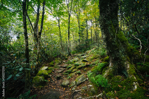The Black Rock Nature Trail, at Grandfather Mountain, North Caro
