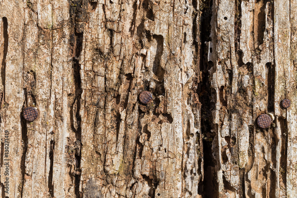 Very Old Wood Background Very Old Wood Background