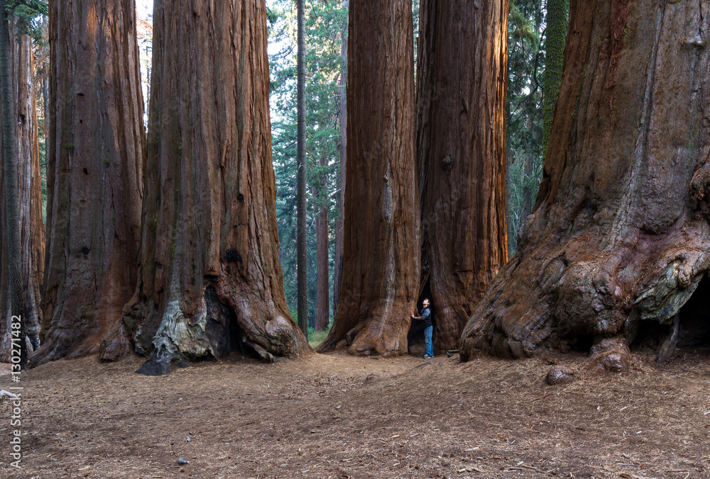 Giant sequoia grove Giant sequoia grove