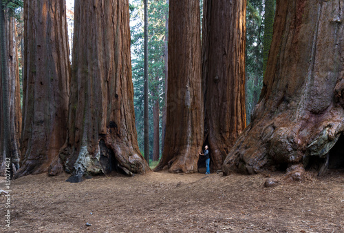 Giant sequoia grove