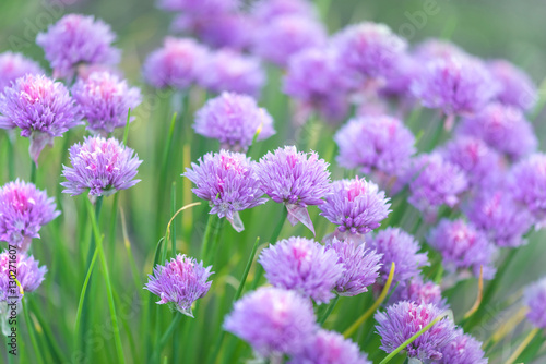 Flowers of chives onion