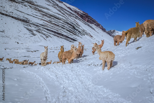 Llamas in Peru photo