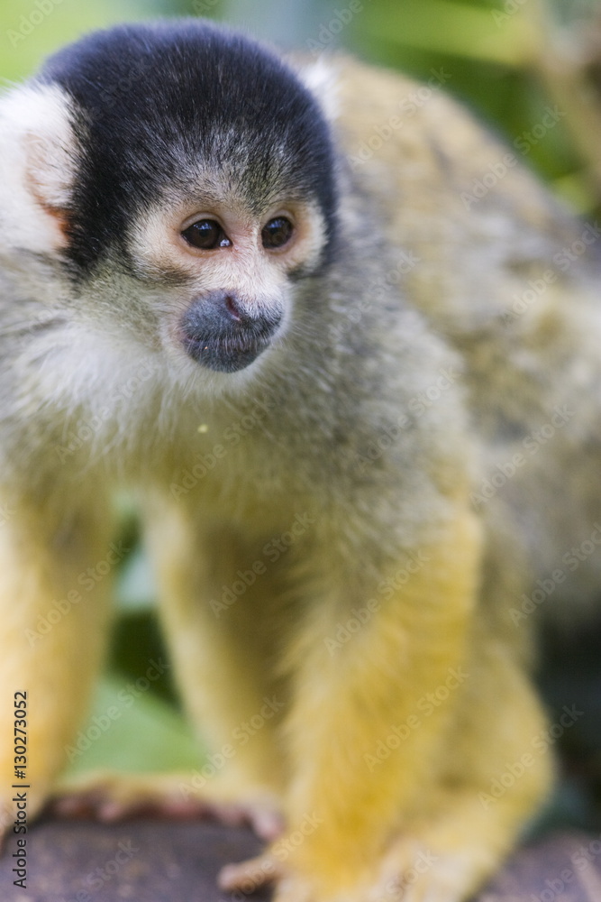 Black capped squirrel monkey (Saimiri boliviensis) alert on log, controlled conditions Black capped squirrel monkey (Saimiri boliviensis) alert on log, controlled conditions