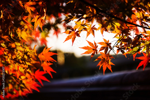 Red maple Leaves touching sunlight