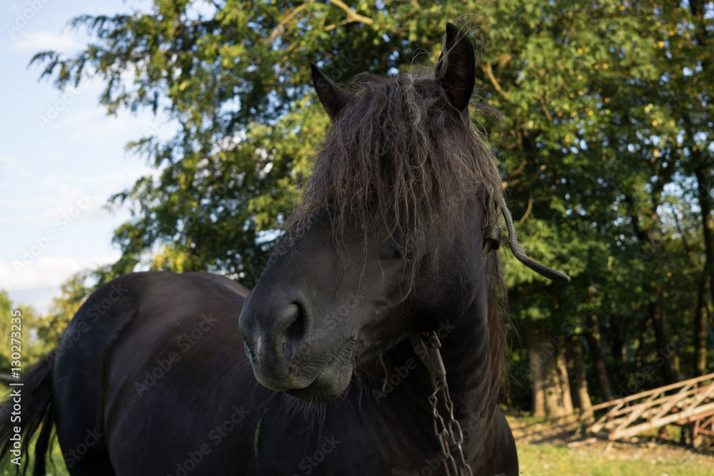 Obraz premium Horse with long hair. Czech Republic