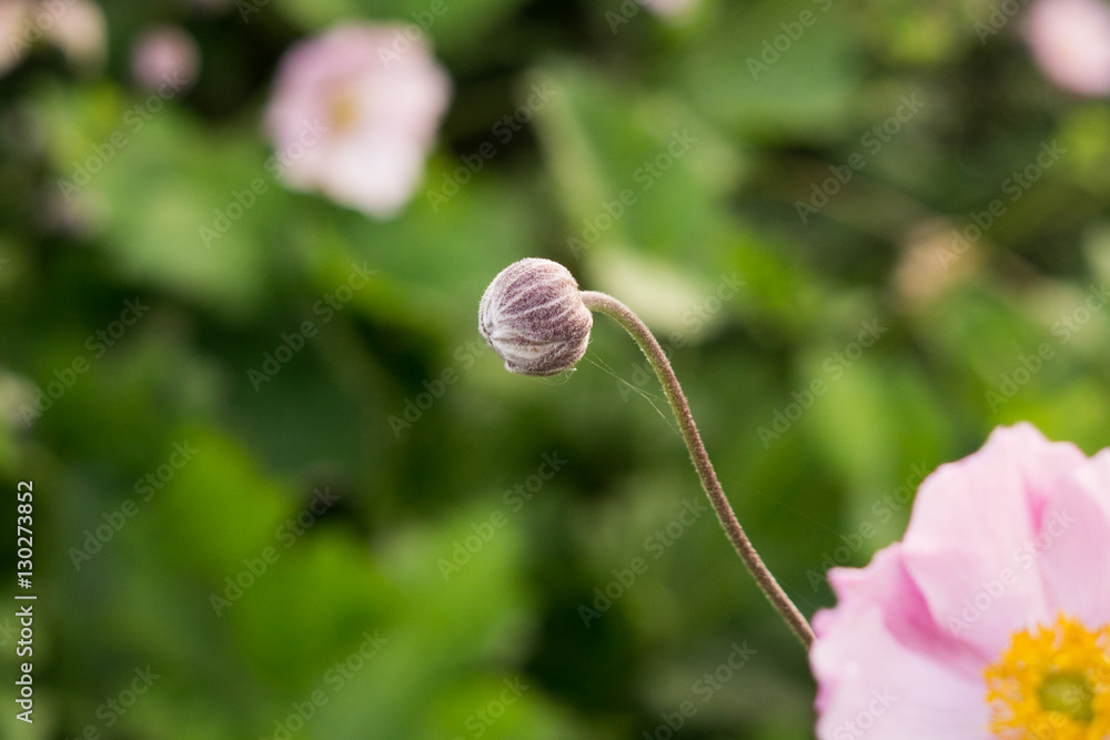 young pink flower sprout. Czech Republic young pink flower sprout. Czech Republic
