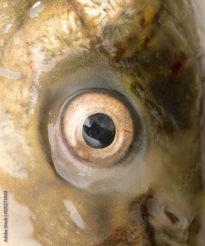 Photography fish eyes. macro