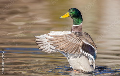 Canard colvert © Olympixel