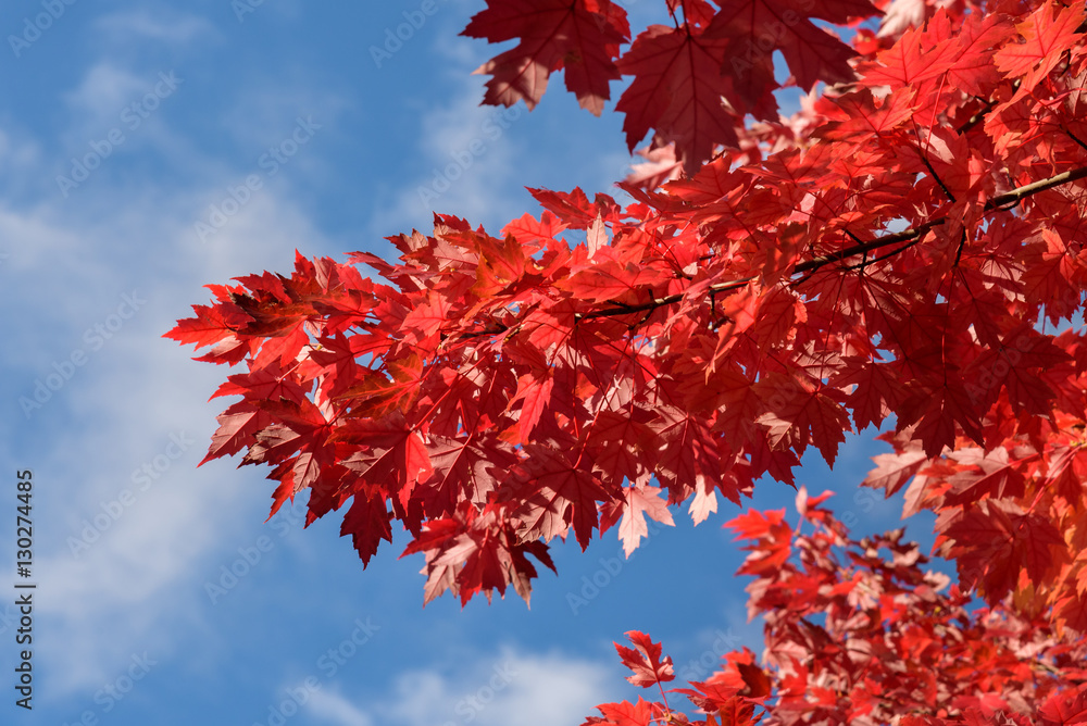 Vibrant fall color, red maple leaves against a blue sky
Vibrant fall color, red maple leaves against a blue sky