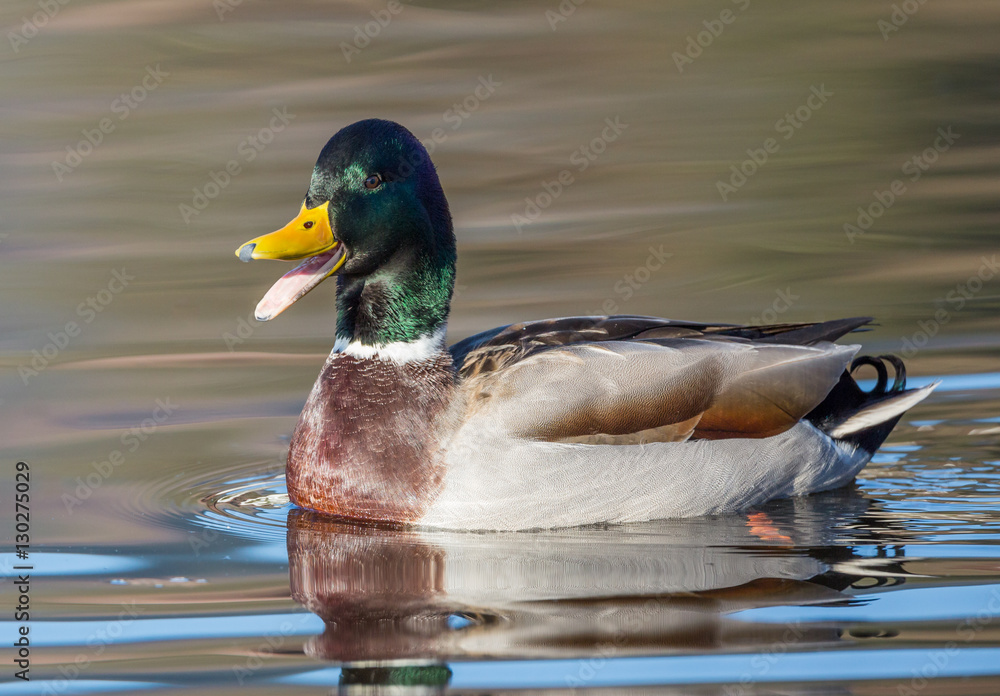 Obraz premium Canard colvert