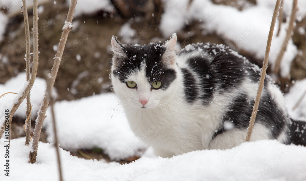 Cat in the snow in the winter