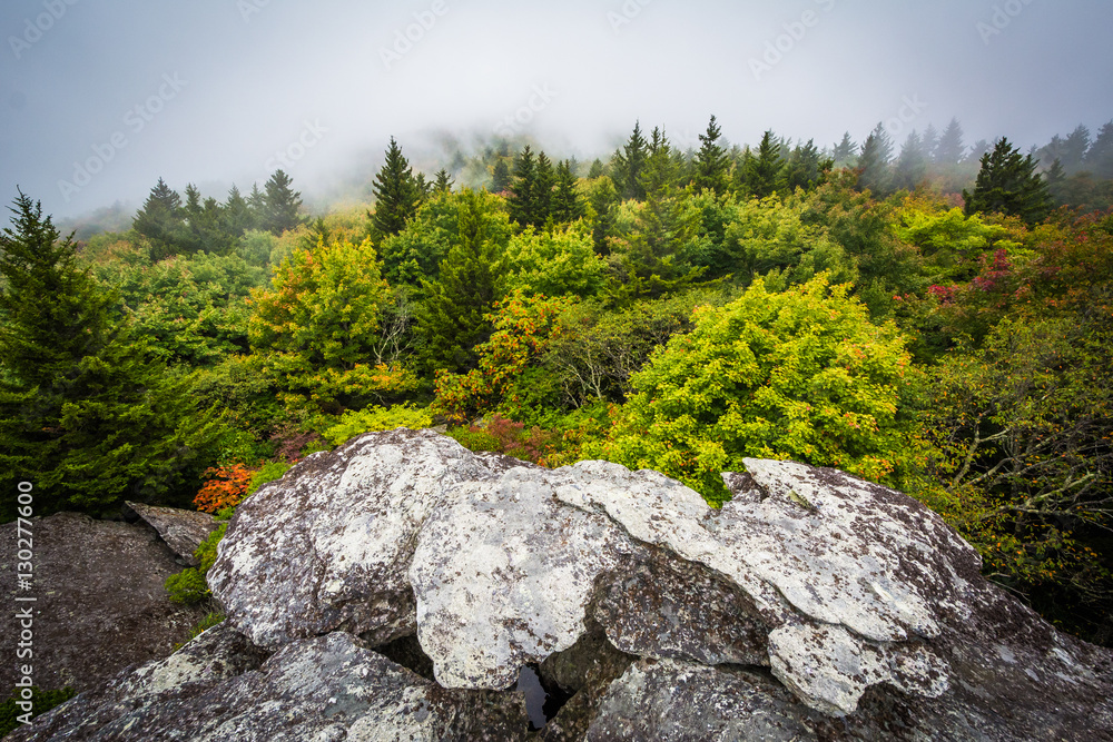 View of trees in fog from Black Rock, at Grandfather Mountain, i