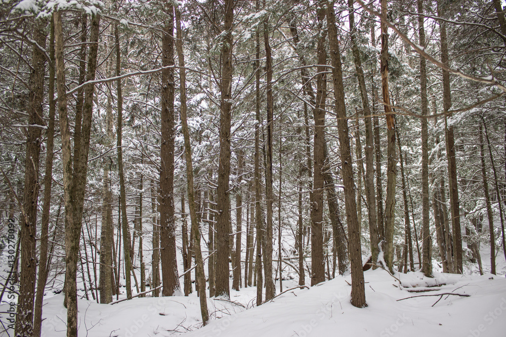 Beautiful Forest in Winter
Beautiful Forest in Winter
