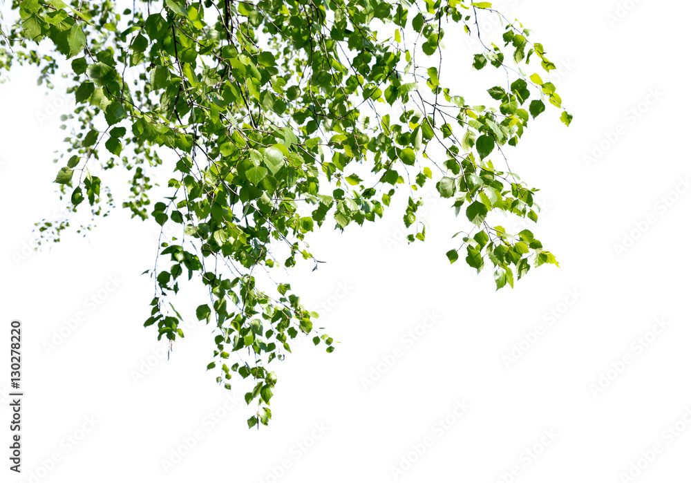 Obraz premium Brzoz gałązki z młodymi zielonymi jaśnienie liśćmi wieszają w dół odosobnionego