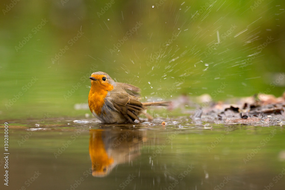 Robin Robin
