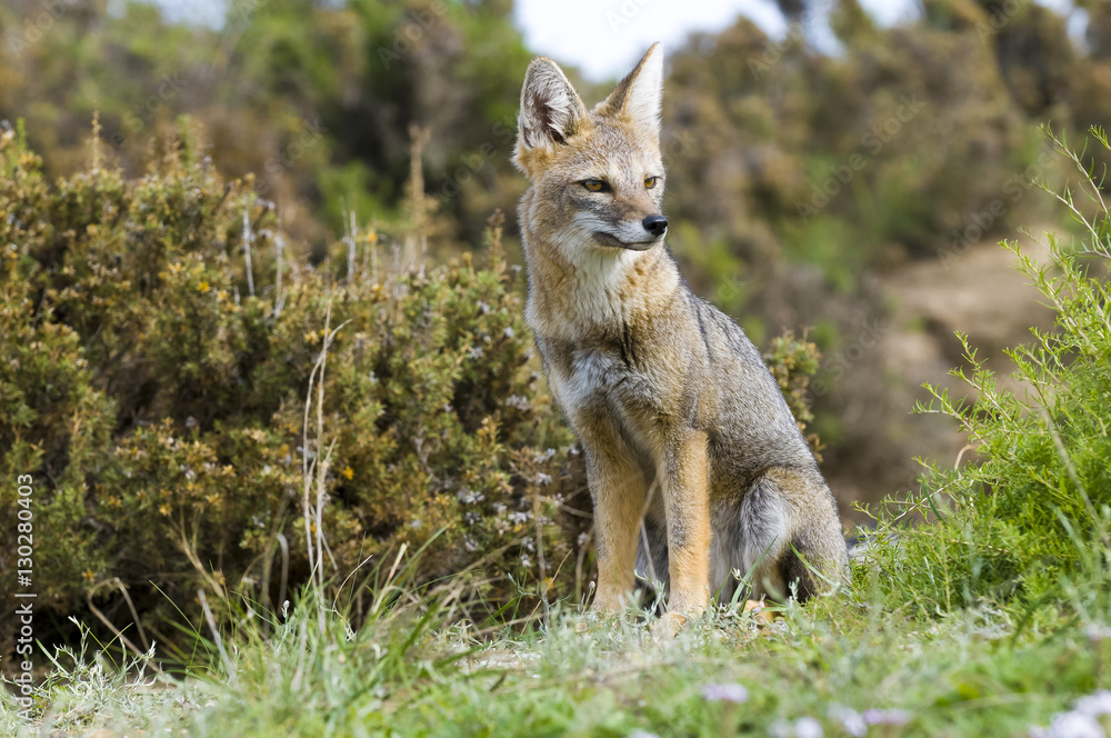 Fototapeta premium Pampas Grey fox, La Pampa, Argentina