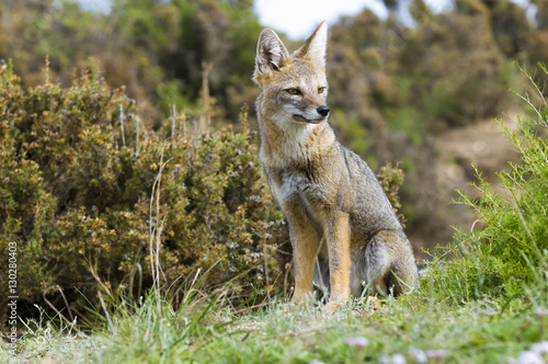 Pampas Grey fox, La Pampa, Argentina