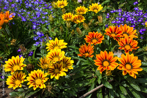 Fototapeta Naklejka Na Ścianę i Meble -  Gazania flowers in the summer garden. Raznotsventye Bright flowers on a green background. Gazania and lobelia.