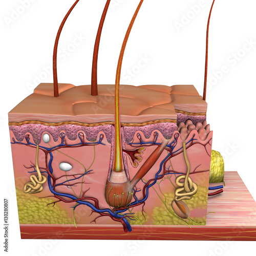 Anatomy of Skin photo