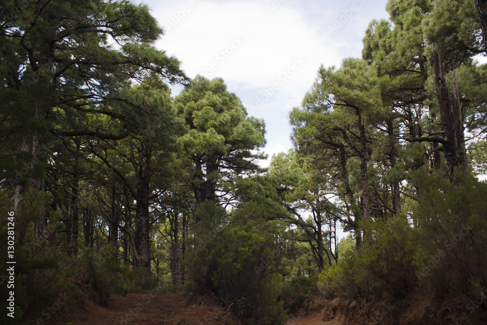 Obraz premium Kiefernwald auf La Palma