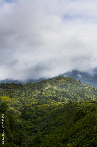Wälder auf La Palma