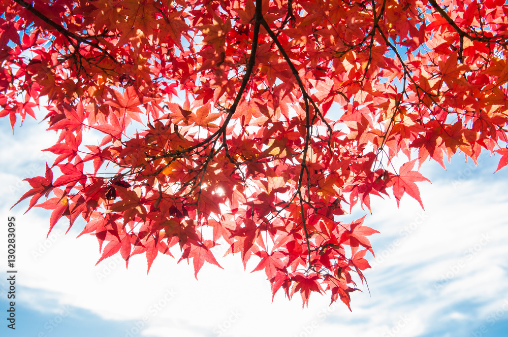 Maple trees in Autumn season.Japan