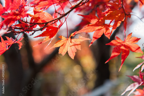 Maple trees in Autumn season.Japan photo