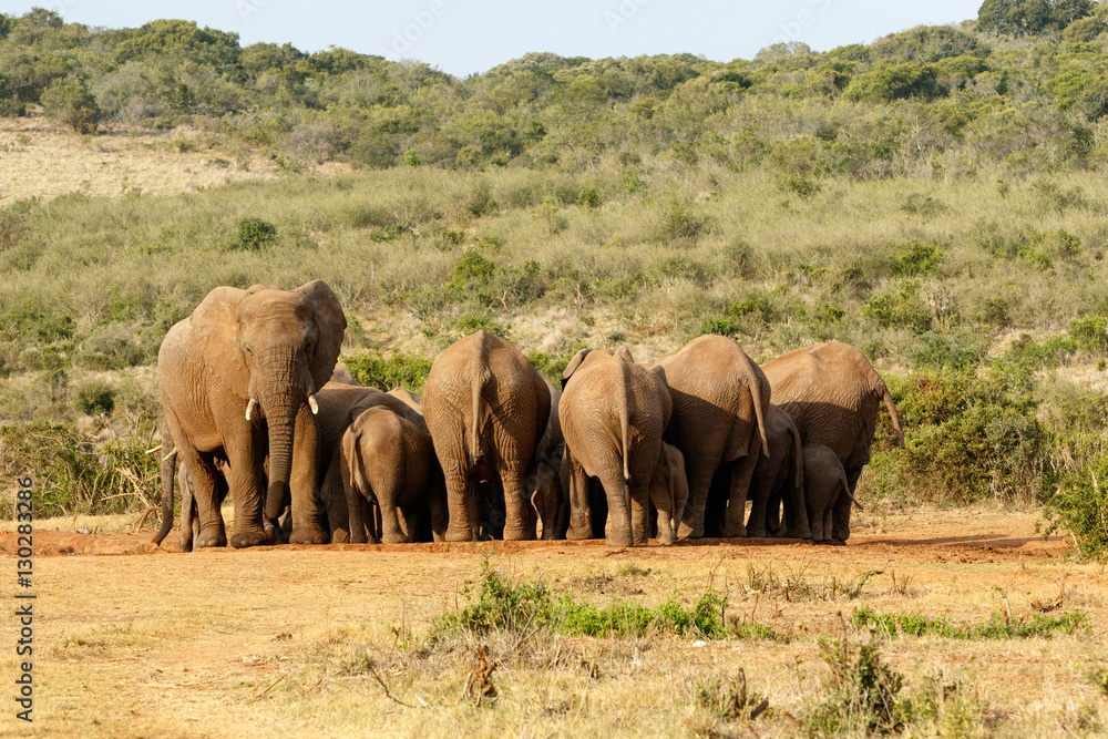The Female and Baby Elephants gathering