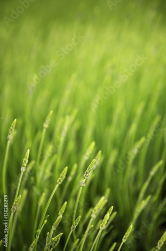 meadow with green grass