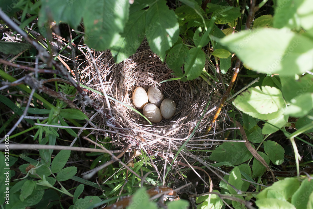 Barred Warbler (Sylvia nisoria). Nest bird Barred Warbler (Sylvia nisoria). Nest bird