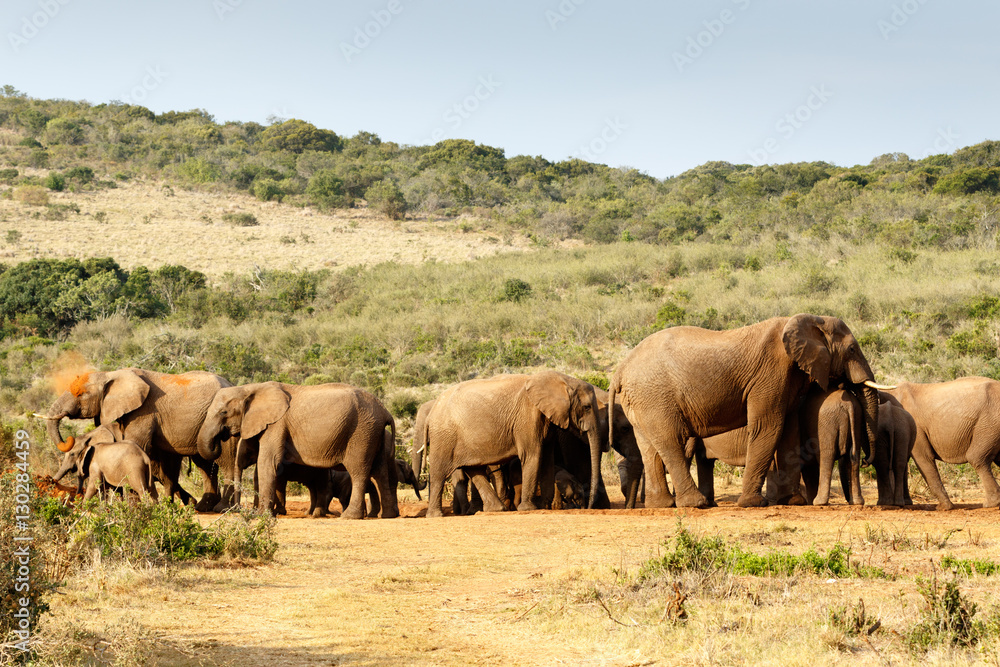African Bush Elephant mud bath
