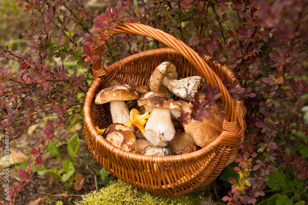 Wicker Basket With Forest Edible Mushrooms