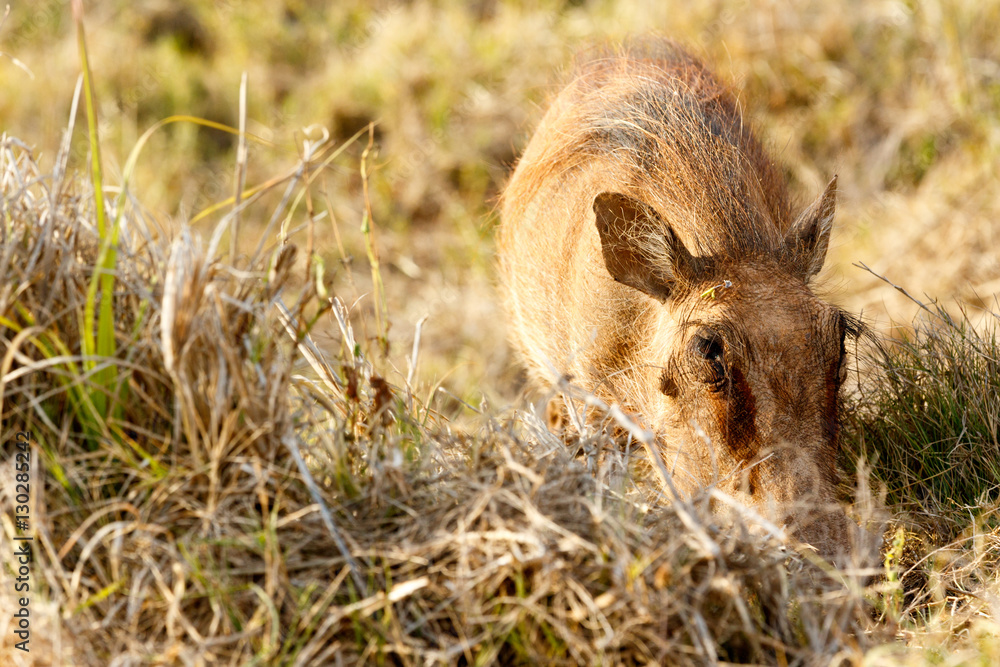 Fototapeta premium Common warthog so into his grass
