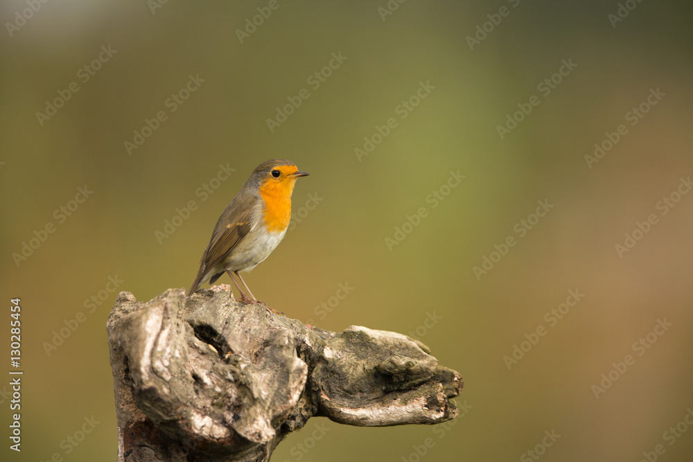 Robin Robin