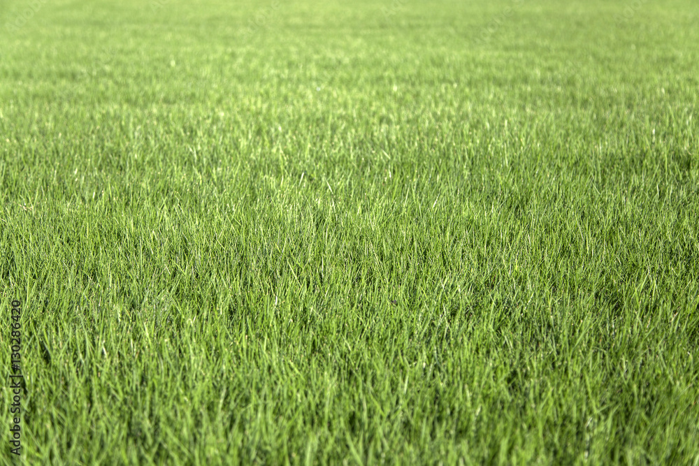 Close up view at green grass