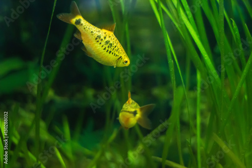 Barbus Shuberti - aquarium fish photo