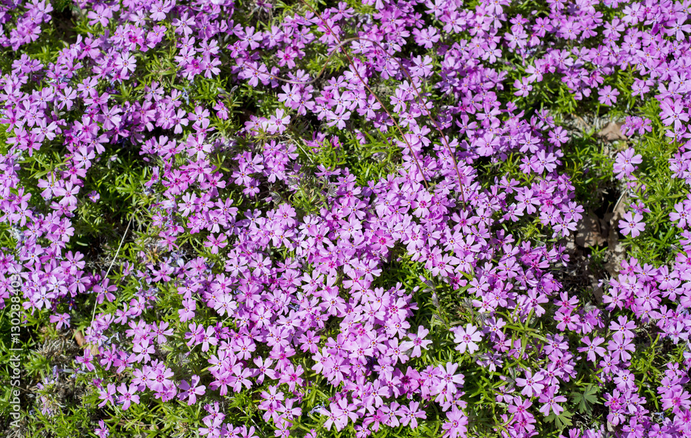 Naklejka premium Kwiaty Phlox subulata