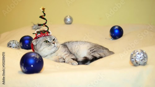 Scottish fold cat with christmas hat and balls.