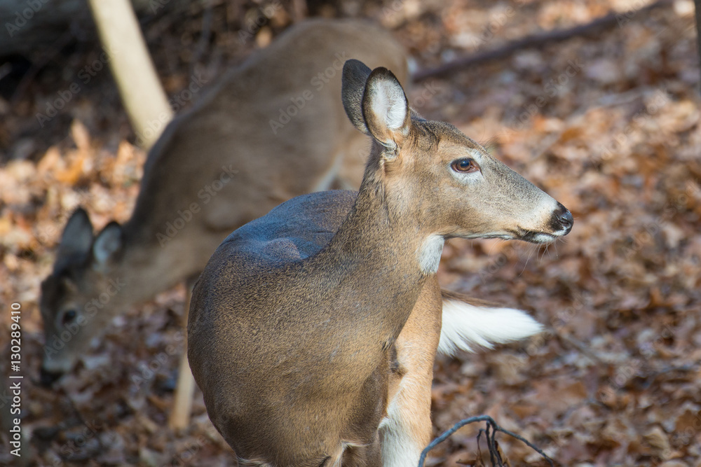 Fototapeta premium Deer in autumn forest